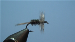 Gray Hackle